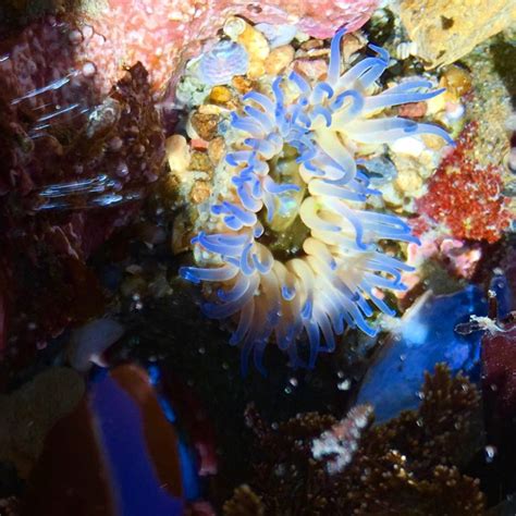 Blue Sea Anemone Mendonoma Sightings
