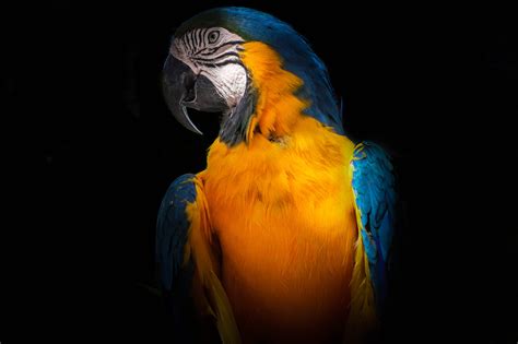 6016x4000 Bird Colorful Animal Tropical Color Colour Portrait