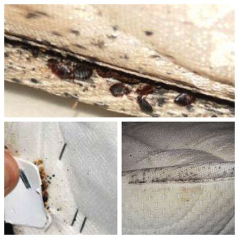 Bed Bugs On Mattress Signs