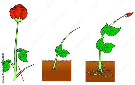 Rose Reproduction Cutting Stages Asexual Vegetative Propagation Types