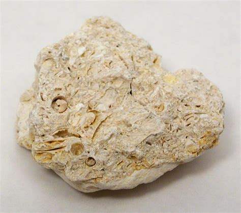 Limestone Fossiliferous