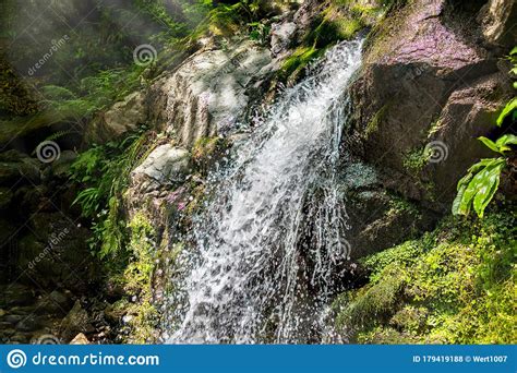 Creek In Green Forest With Waterfall Stock Photo Image Of Lush