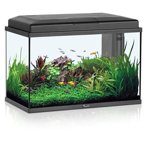 Setup For A Small Aquarium Fish Aquarium Design Ideas