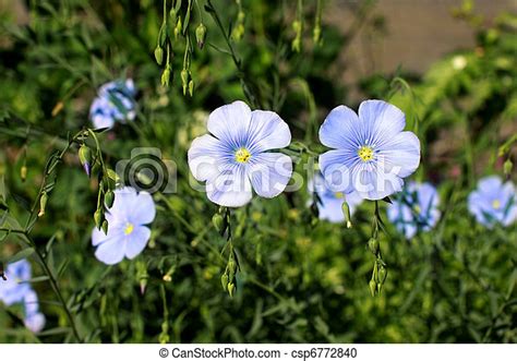 Linum Lewisii Flowers Blue Flowers Of Linum Flax Close Up Outdoor