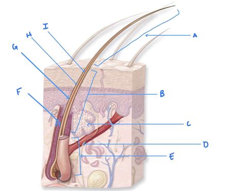 Label The Structures Of The Hair Diagram Quizlet
