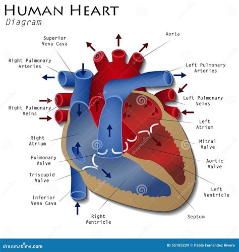 Diagrama Humano Del Corazón Stock De Ilustración Ilustración De