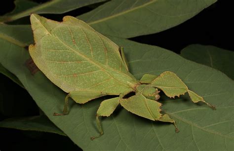 Do Leaf Insects Need Heat Looking After Leaf Insects