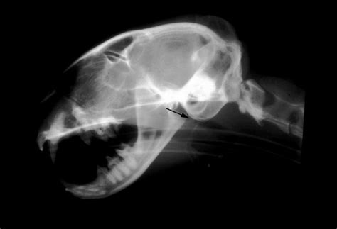 Under normal circumstances, the following should be present: Nasopharyngeal stenosis in cats | Vetlexicon Felis from ...