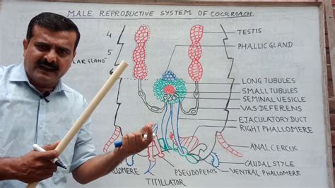 Lecture Male Reproductive System Of Periplaneta Neet Youtube