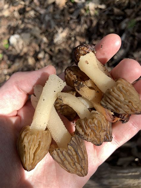 Searching For Morel Mushrooms In West Virginia