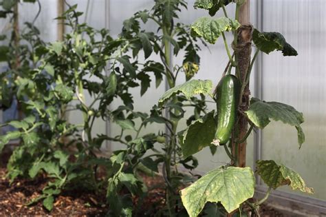 Cómo Cultivar Pepinos En Invernadero