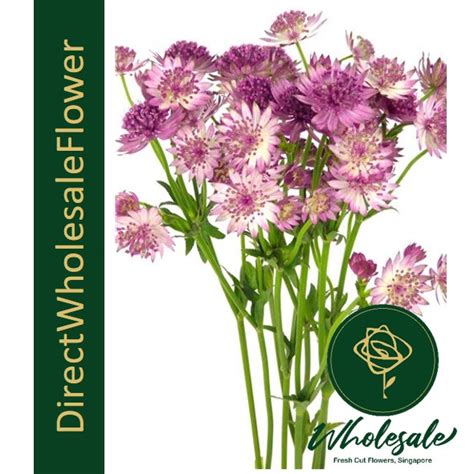 Where to buy wholesale flowers in singapore. Astrantia - Flower Wholesale in Singapore