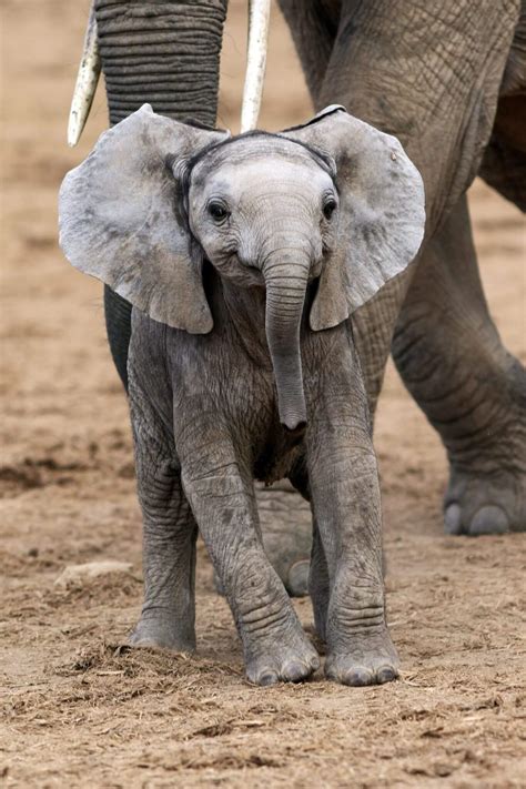 Joyful Baby Elephant Approaches And Smiles Brightly For The Camera And