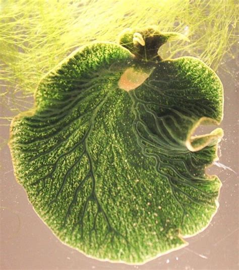 However, research has started to uncover more animals that may have a similar ability including the spotted salamander and aphids. Los increíbles animales que pueden realizar la ...