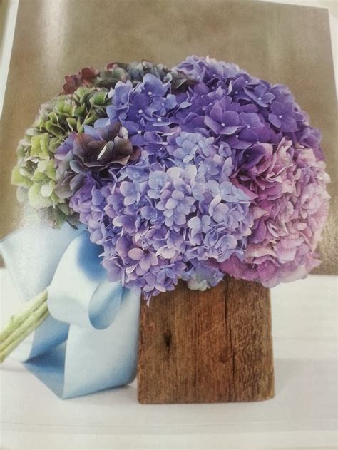 Hydrangea macrophylla ( ser., conhecida pelos nomes comuns de hortênsia, novelão, hidrângea ou hidranja, é uma espécie fanerógama arbustiva pertencente ao género hydrangea, nativa do japão e china, mas actualmente cultivado como planta ornamental em todas as regiões temperadas e subtropicais. * Con B de Boda *: Hortensias para tu boda