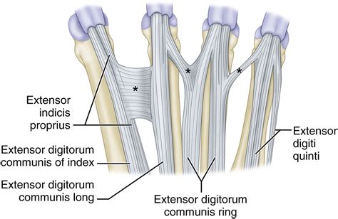Sagittal Band Injury And Extensor Tendon Realignment Orthopedic Clinics