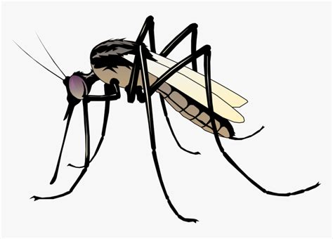 Insect 06 Free Vector 4vector Clipart Mosquito Hd Png Download Kindpng