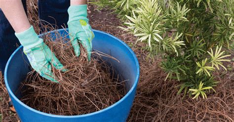 5 Steps To Winterize Your Garden