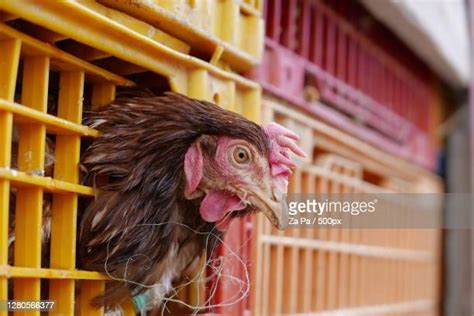 Rooster Cage Photos And Premium High Res Pictures Getty Images