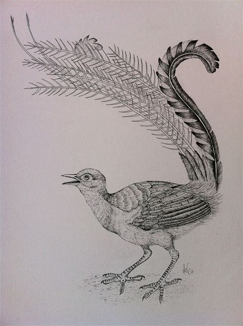 Lyrebird By Captaindexter Via Flickr Bird Drawings Bird Art Grey