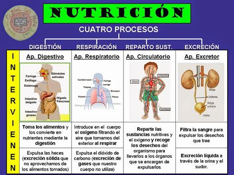 El Blog De Quinto Tema 6 La FunciÓn De NutriciÓn I La NutriciÓn