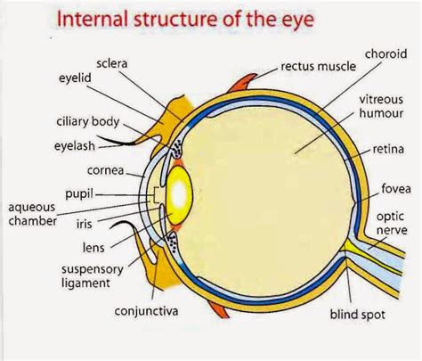 Human Eye Structure Image Formation And Difference Between Rods And