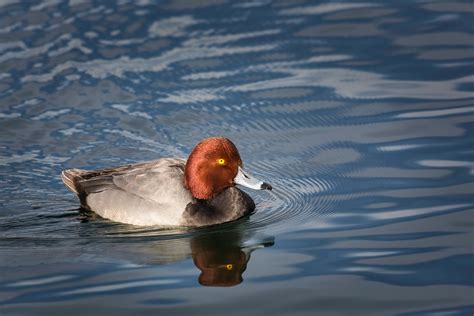 Red Headed Duck Swims Around The Docks Of Lake Mead Marina Maria