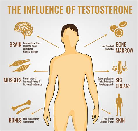 4 Proven Ways To Increase Testosterone Levels Naturally Harcourt Health