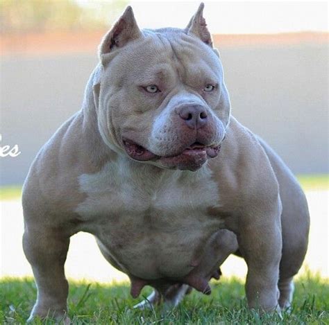 See full list on petguide.com 16 Lovable Bully Dog Breeds That You Should Get Before You ...