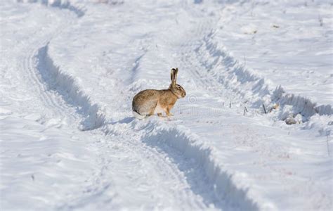 Gray Wild Rabbit Hare In His Natural Habitat In A Cold Winter Day