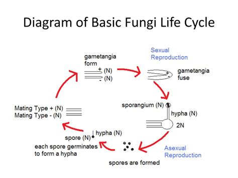 Fungi Life Cycle Diagram