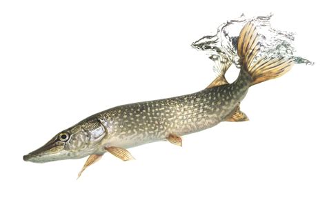 Northern Pike Flickr