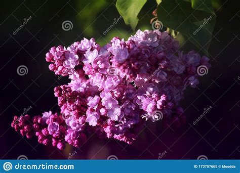 Double Lilac Flowers Syringa Vulgaris Stock Image Image Of Purple