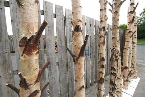 Initial consultation ( step 1 ). Silver Birch Tree Trunks #silverbirchtrunks # ...