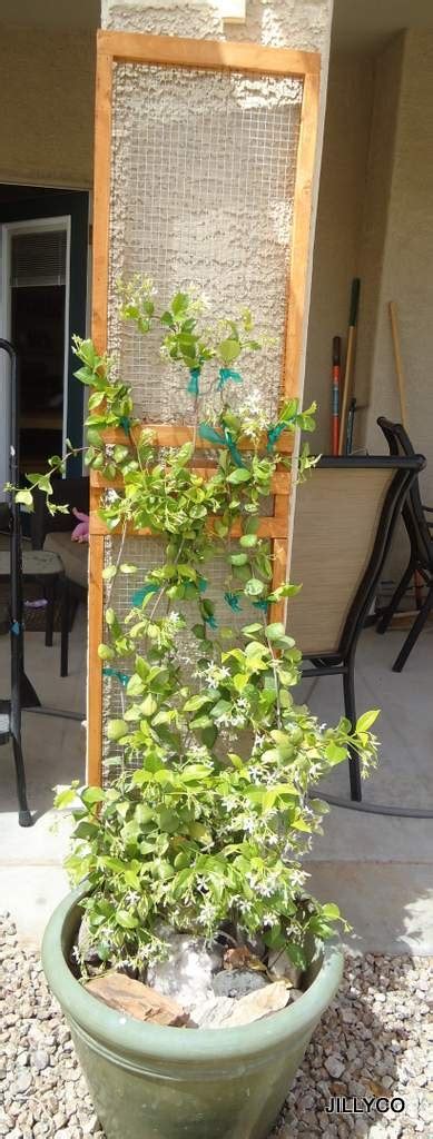 Trellis For My Jasmine Plant Jasmine Plant Plants Amazing Gardens