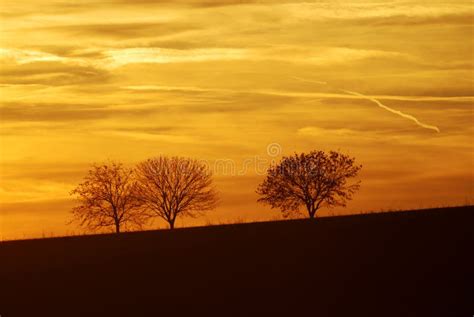 Three Lonely Trees Stock Image Image Of Sunset Evening 4150727