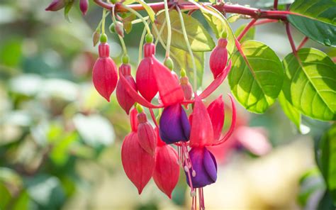 How To Grow And Care For Fuchsia Plants Garden Lovers Club