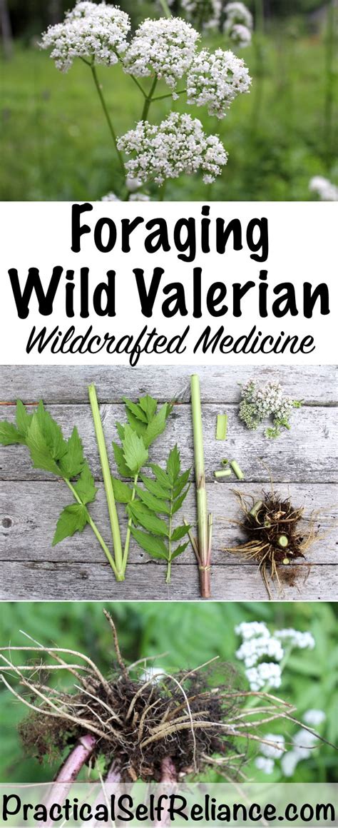 Foraging Wild Valerian For Better Sleep Medicinal Herbs Garden