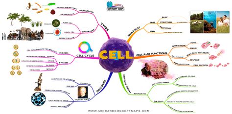 Cell Mind Map Types Structure And Function Get It Free Mind And