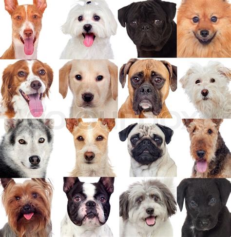 Collage With Many Dogs Isolated On A Stock Image Colourbox