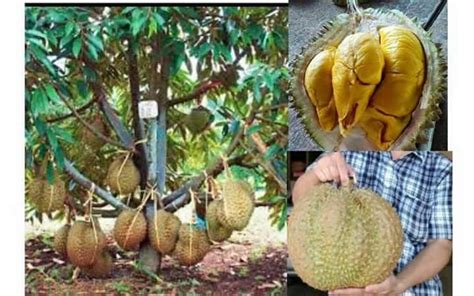 Pokok durian belanda pokok durian musang king pokok durian duri hitam pokok durian hybrid pokok durian dalam pasu pokok. karya ku : paridah ishak: DURIAN BATANG MAS...