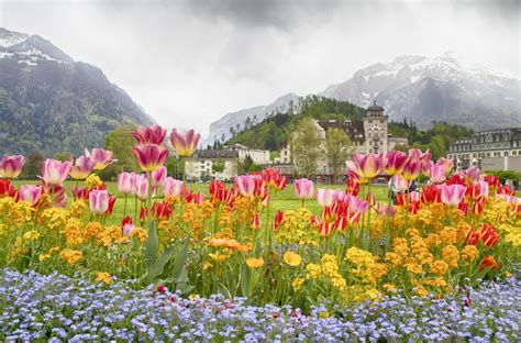 Tulip Beds And Beautiful Landscaping In Front Of The Swiss Alps Stock