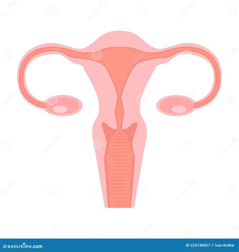 Illustration Of Vagina In Flat Style Design Element For Poster Card Banner Infographic