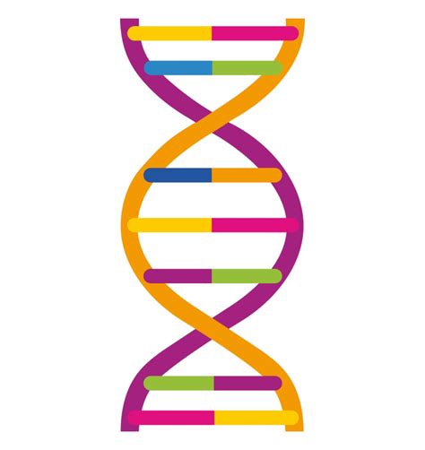 Download High Quality Dna Clipart Chromosome Transparent Png Images