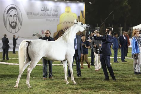 Uae National Arabian Horse Show 2018 Dubai Arabian Horse Stud