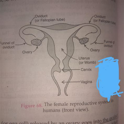 Female Parts Labeled Male Anatomy Diagram Labelled Reproductive