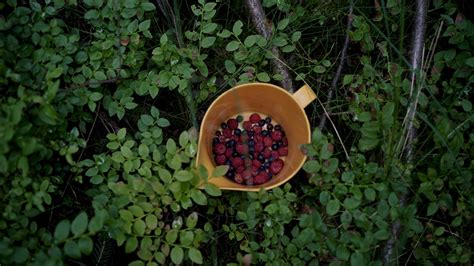 Summer In Sweden Where The Wild Berries Grow — Whetstone Magazine