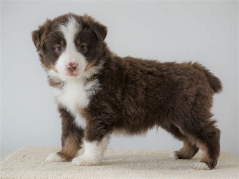 Mini Australian Shepherd For Sale Loudenville Oh Male Royal Ac Puppies Llc