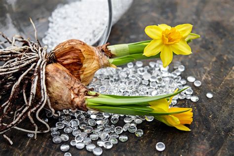 Genere di piante erbacee di medie dimensioni, da resistenti a delicate, con fiori gialli molto accesi. Come e Quando Piantare i Bulbi da Fiore | Fiori da Bulbo