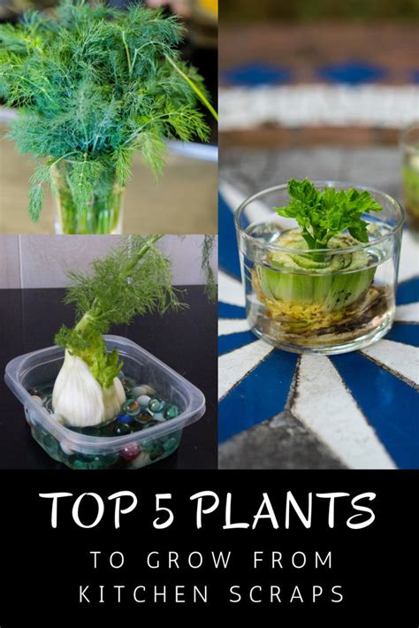 Top 5 Plants To Grow From Kitchen Scraps Gardening Know Hows Blog